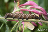 Elephant Hawk-moth (Deilephila elpenor)