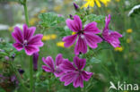 Common Mallow (Malva sylvestris)