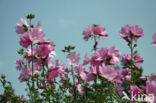 Groot kaasjeskruid (Malva sylvestris)