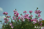 Common Mallow (Malva sylvestris)