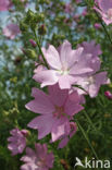 Groot kaasjeskruid (Malva sylvestris)