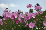 Common Mallow (Malva sylvestris)