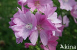 Common Mallow (Malva sylvestris)