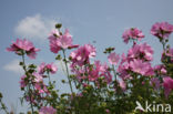 Common Mallow (Malva sylvestris)