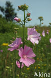 Common Mallow (Malva sylvestris)