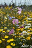 Common Mallow (Malva sylvestris)