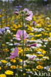 Common Mallow (Malva sylvestris)