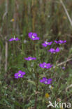 Groot spiegelklokje (Legousia speculum-veneris) 