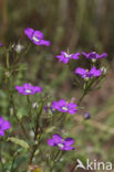 Large Venus s-looking-glass (Legousia speculum-veneris)