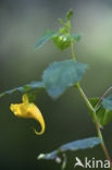 Groot springzaad (Impatiens noli-tangere)