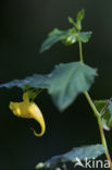 Groot springzaad (Impatiens noli-tangere)