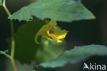 Groot springzaad (Impatiens noli-tangere)