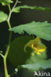 Groot springzaad (Impatiens noli-tangere)