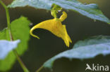 Groot springzaad (Impatiens noli-tangere)