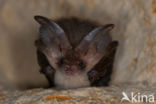 brown big-eared bat (Plecotus auritus)