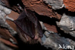 Grootoorvleermuis (Plecotus auritus)