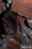 brown big-eared bat (Plecotus auritus)