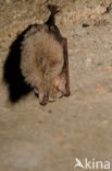 brown big-eared bat (Plecotus auritus)