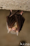 brown big-eared bat (Plecotus auritus)