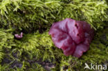 Grootsporige paarse knoopzwam (Ascocoryne cylichnium)