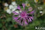 Greater Knapweed (Centaurea scabiosa)