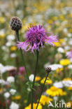 Greater Knapweed (Centaurea scabiosa)