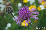 Greater Knapweed (Centaurea scabiosa)