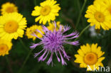 Greater Knapweed (Centaurea scabiosa)