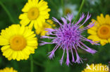 Grote centaurie (Centaurea scabiosa) 