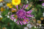 Grote centaurie (Centaurea scabiosa) 