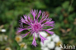 Greater Knapweed (Centaurea scabiosa)