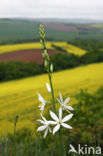 St. Bernards Lily (Anthericum liliago)