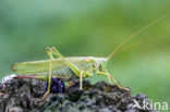 Grote groene sabelsprinkhaan (Tettigonia viridissima)