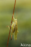 Grote groene sabelsprinkhaan (Tettigonia viridissima)