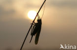 Grote groene sabelsprinkhaan (Tettigonia viridissima)