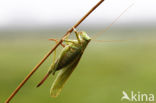 Grote groene sabelsprinkhaan (Tettigonia viridissima)