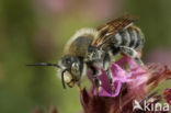 Grote harsbij (Anthidium byssinum) 