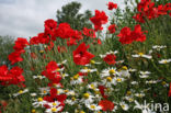 Field Poppy (Papaver rhoeas)