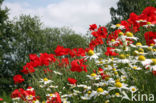 Grote klaproos (Papaver rhoeas)