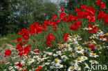 Field Poppy (Papaver rhoeas)