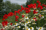 Grote klaproos (Papaver rhoeas)