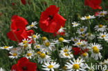 Grote klaproos (Papaver rhoeas)