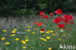 Grote klaproos (Papaver rhoeas)