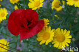 Grote klaproos (Papaver rhoeas)