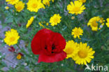 Grote klaproos (Papaver rhoeas)