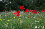 Grote klaproos (Papaver rhoeas)