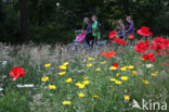 Grote klaproos (Papaver rhoeas)