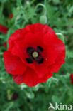 Field Poppy (Papaver rhoeas)