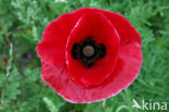 Field Poppy (Papaver rhoeas)