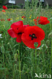 Grote klaproos (Papaver rhoeas)